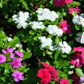 Catharanthus roseus 'Titan melange'